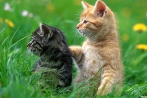 cat, Grass, Kittens