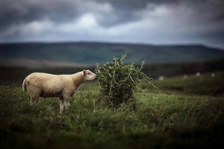 animals, Plants, Sheep HD Wallpaper Desktop Background
