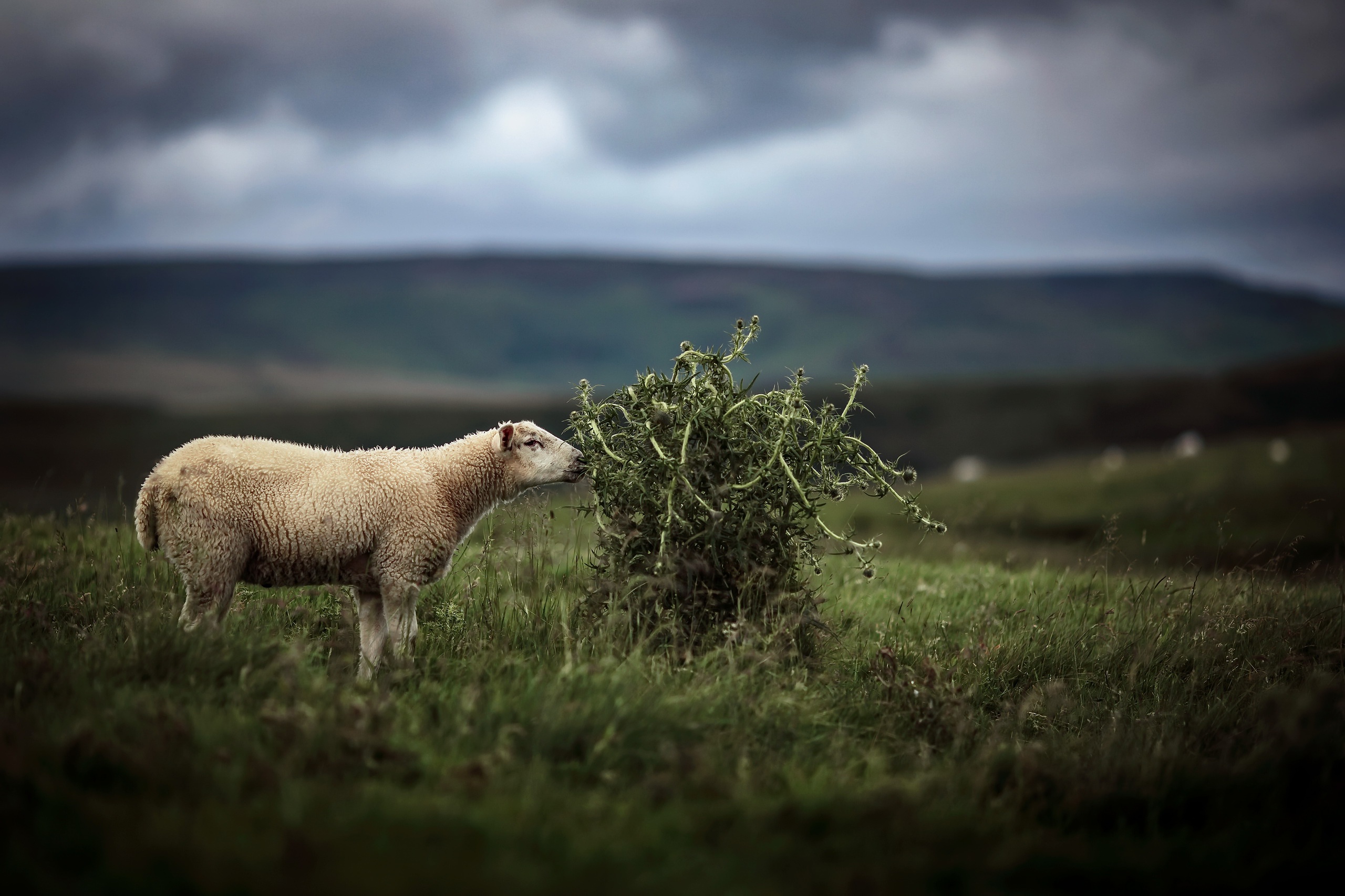 animals, Plants, Sheep Wallpaper