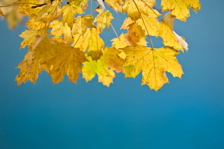 leaves, Yellow, Clear sky HD Wallpaper Desktop Background