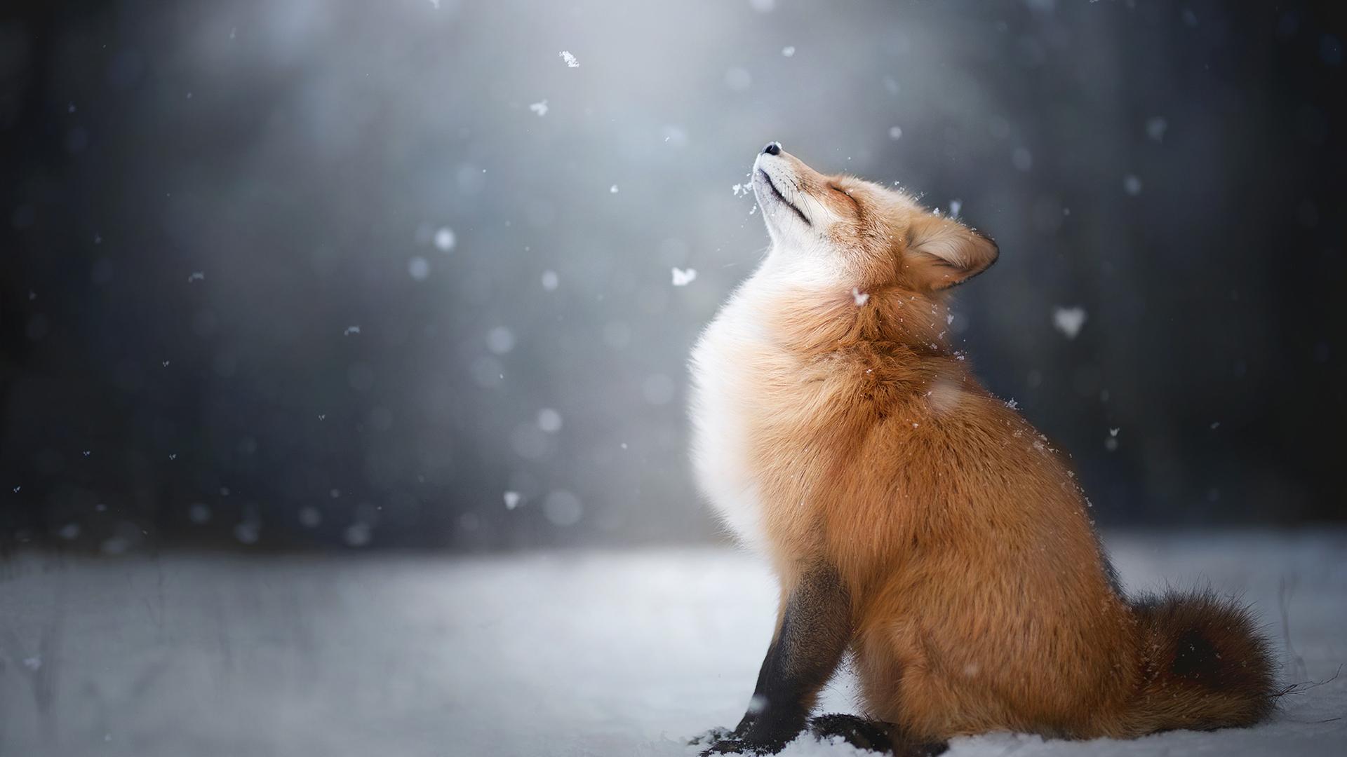 fox, Landscape, Animals Wallpapers HD / Desktop and Mobile Backgrounds