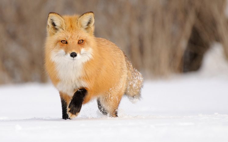 fox, Landscape, Animals, Snow HD Wallpaper Desktop Background