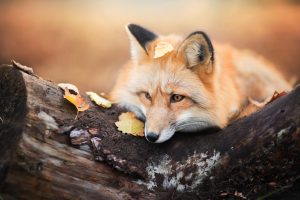 fox, Landscape, Animals