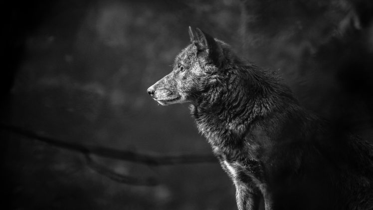 wolf, Landscape, Pine trees HD Wallpaper Desktop Background