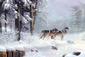 wolf, Landscape, Pine trees, Snow, Winter