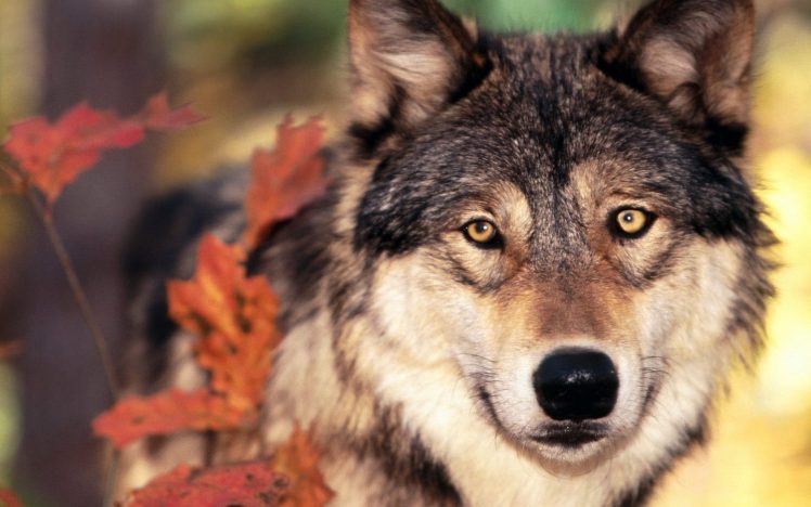 wolf, Landscape, Pine trees HD Wallpaper Desktop Background