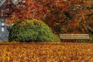 fall, Leaves, Bench