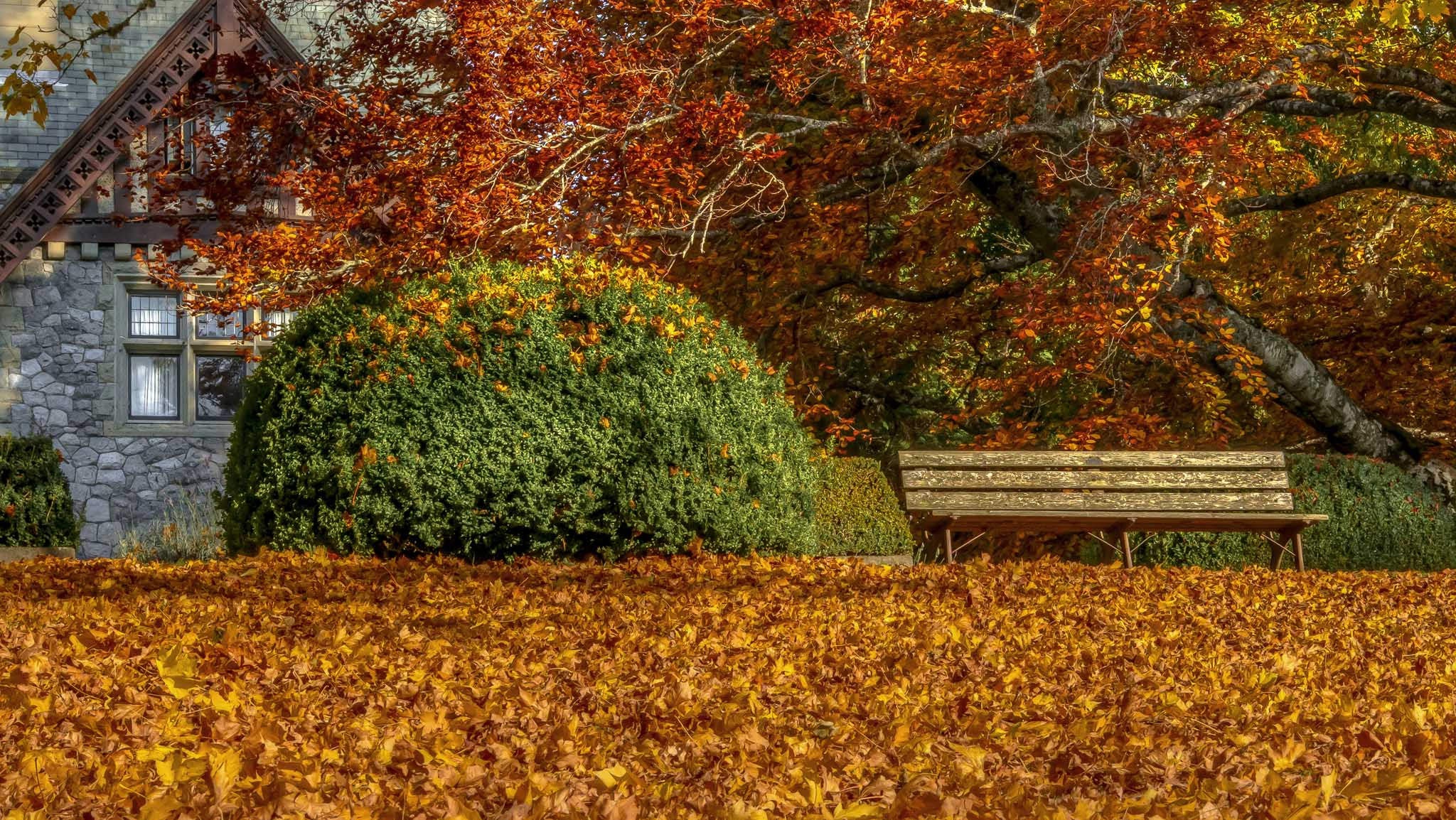 fall, Leaves, Bench Wallpaper