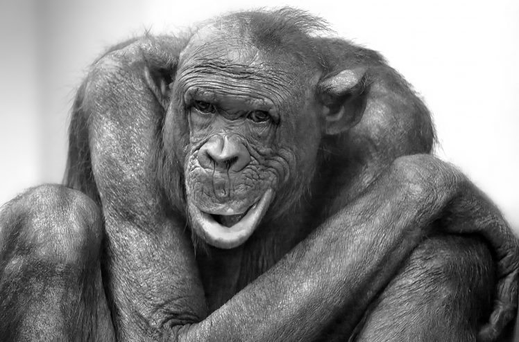 animals, Mammals, Apes, Monochrome HD Wallpaper Desktop Background