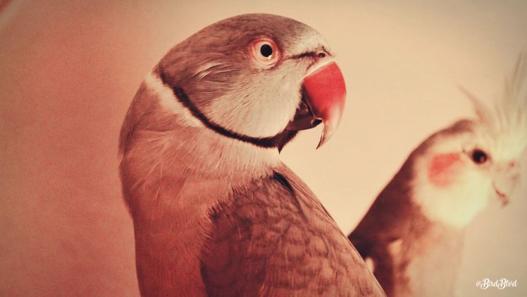 parrot, Birds, Arizona, Alesso HD Wallpaper Desktop Background