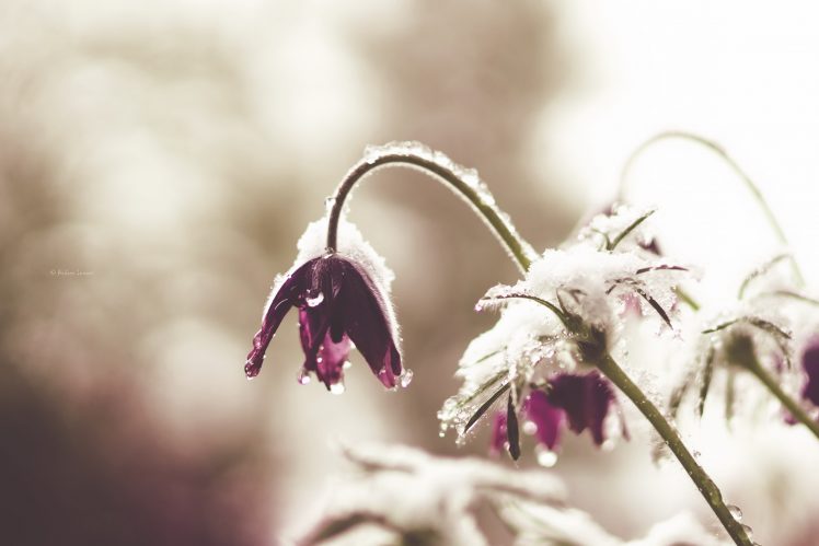 snow, Flowers, Nature, Plants HD Wallpaper Desktop Background