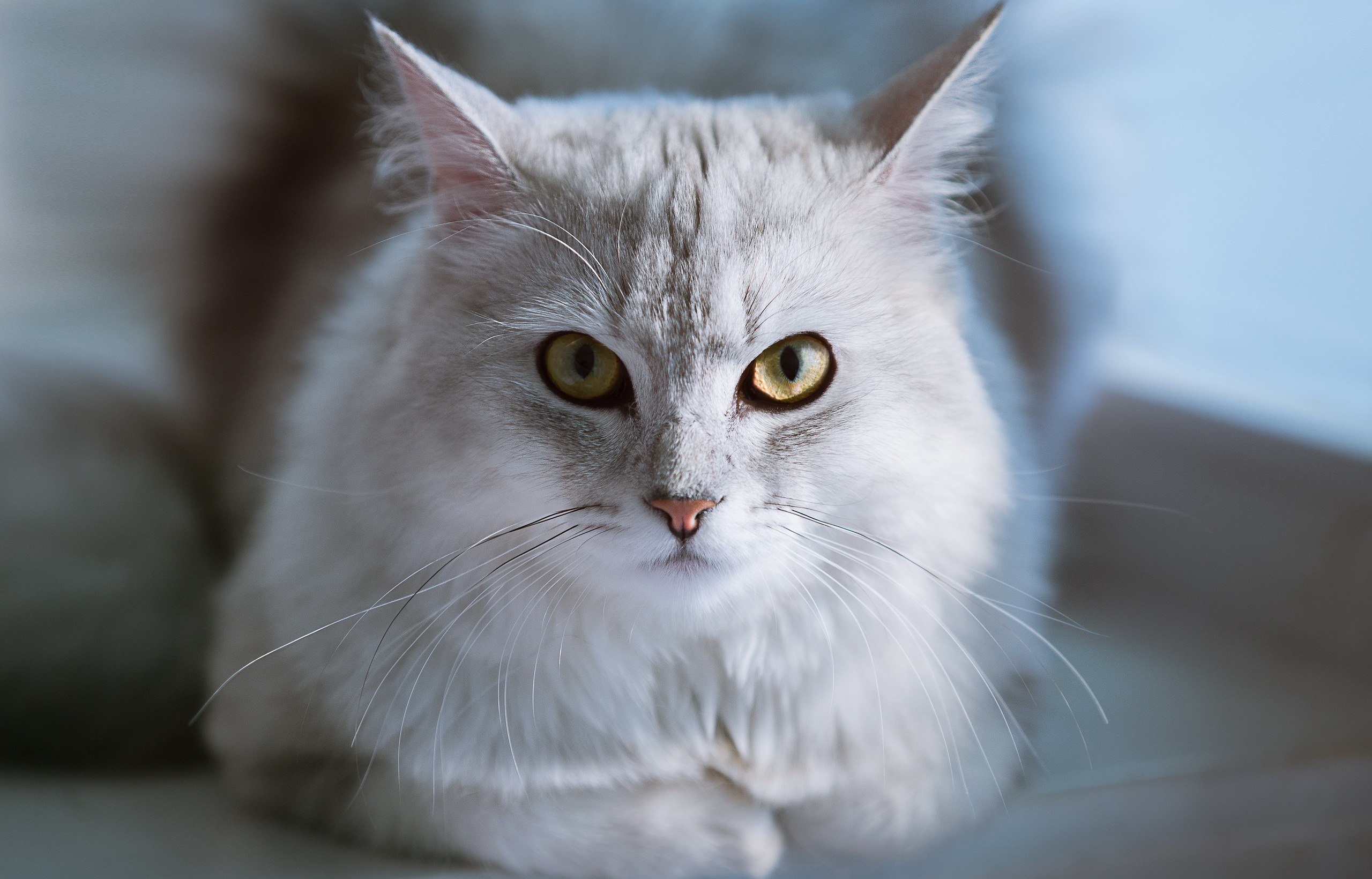 cat, Animals Wallpaper