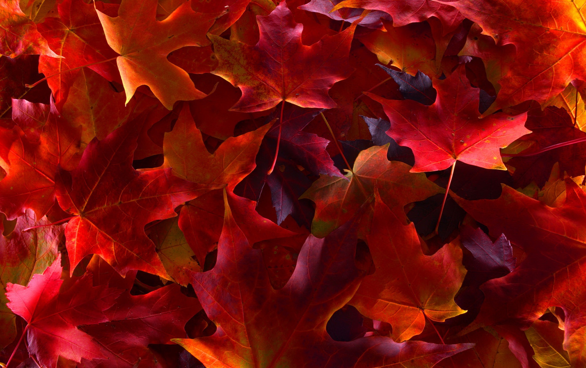 leaves, Plants, Fall, Colorful Wallpaper