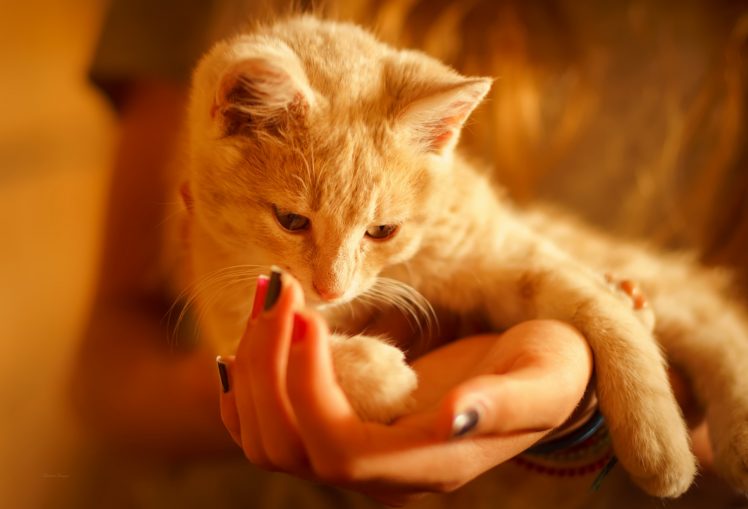 hands, Painted nails, Cat, Animals HD Wallpaper Desktop Background
