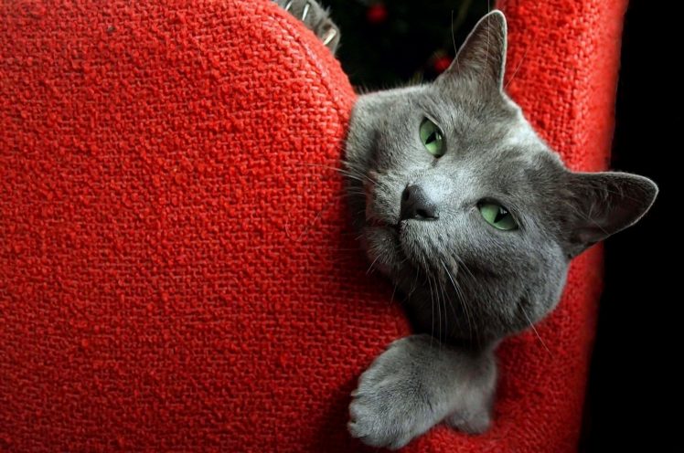 red, Animals, Cat HD Wallpaper Desktop Background