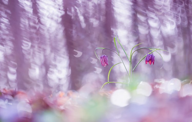 purple, Colorful, Flowers, Plants HD Wallpaper Desktop Background