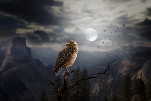 dark, Landscape, Moon, Fantasy art, Animals, Birds, Owl