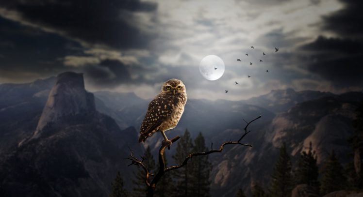 dark, Landscape, Moon, Fantasy art, Animals, Birds, Owl HD Wallpaper Desktop Background