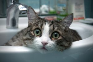 cat, Animals, Sink