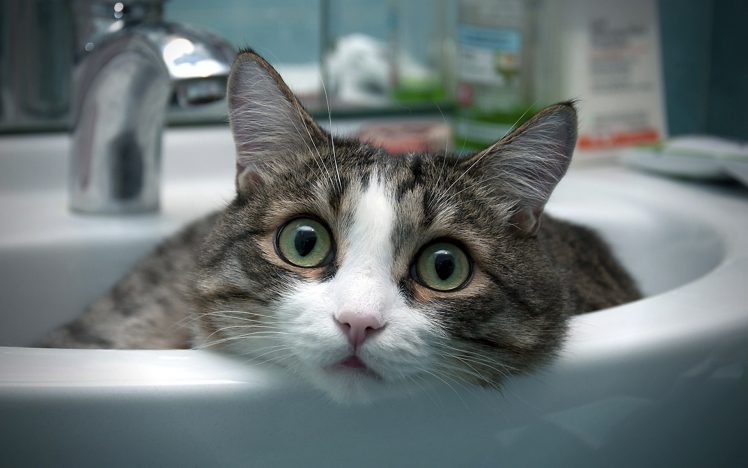 cat, Animals, Sink HD Wallpaper Desktop Background