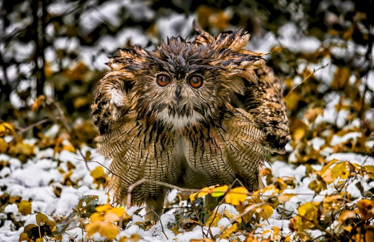 nature, Winter, Animals, Birds, Owl HD Wallpaper Desktop Background