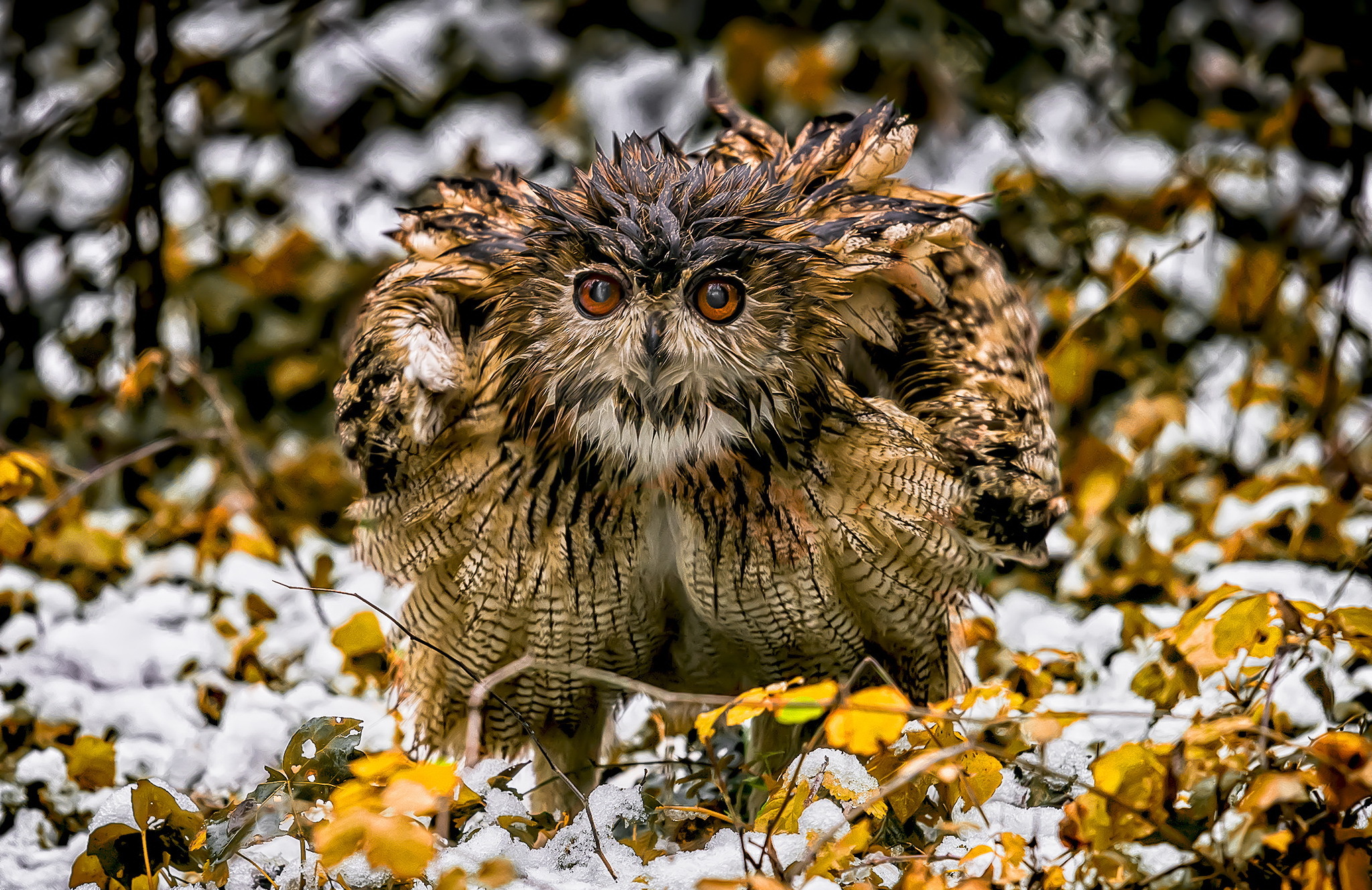 nature, Winter, Animals, Birds, Owl Wallpaper