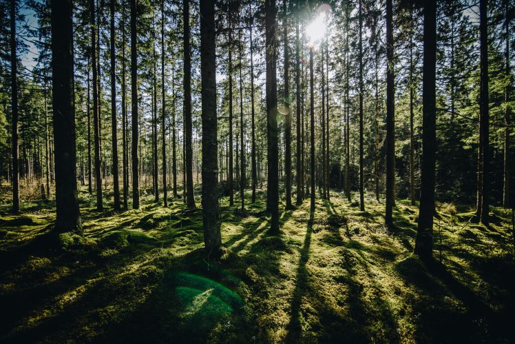 forest, Green, Sunlight, Trees, Nature HD Wallpaper Desktop Background