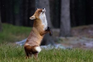 fox, Mammals, Animals