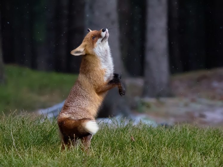 fox, Mammals, Animals HD Wallpaper Desktop Background