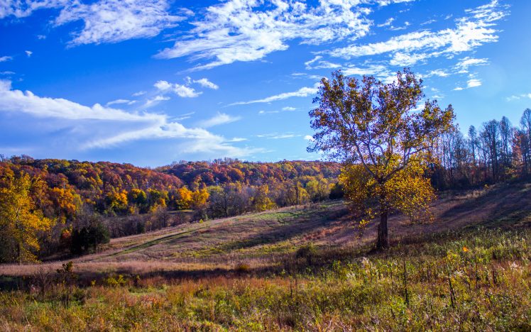 fall, Trees, Grass, Field, Forest, Landscape, Clear sky, Clouds, Nature, Cromwell Valley, Sycamore, Baltimore HD Wallpaper Desktop Background