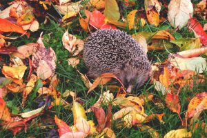 hedgehog, Autumm, Leaves, Grass, Nature, Outdoors, Animals