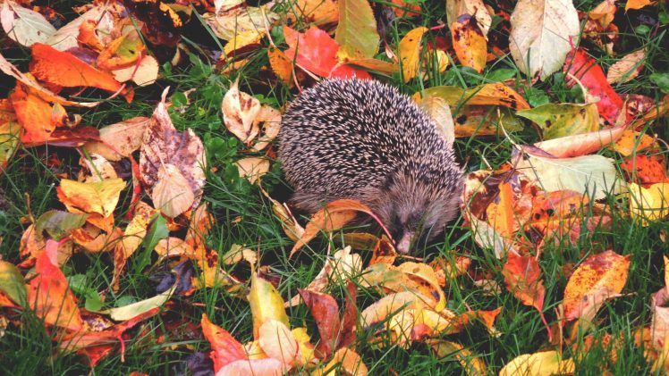 hedgehog, Autumm, Leaves, Grass, Nature, Outdoors, Animals HD Wallpaper Desktop Background