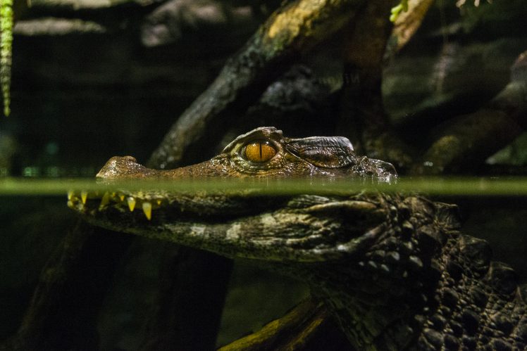 crocodile, Reptile, Water HD Wallpaper Desktop Background