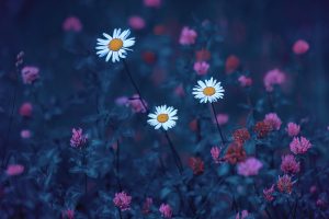 Andrey Metelkov, Blue, White flowers, Nature, Plants, 500px