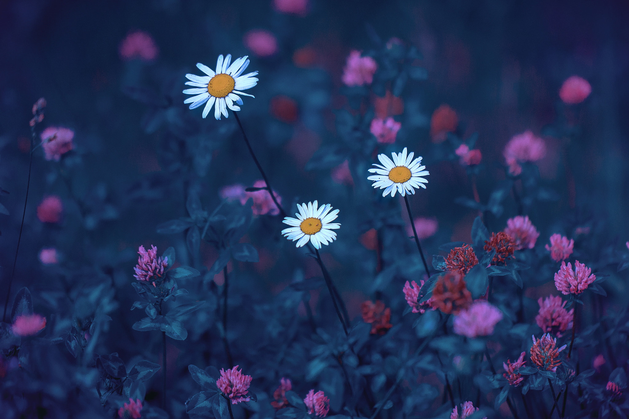 Andrey Metelkov, Blue, White flowers, Nature, Plants, 500px Wallpaper
