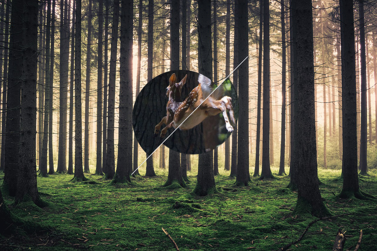 forest, Polyscape Wallpaper