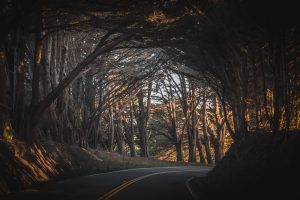 nature, Landscape, California, Fall, Road, Trees, USA