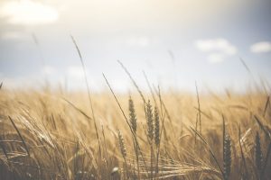 field, Depth of field, Wheat