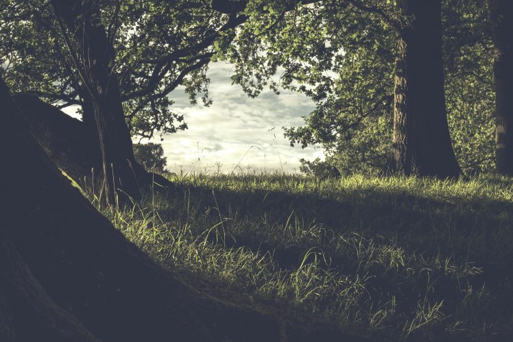 Pembury, UK, Grass, Trees, Nature HD Wallpaper Desktop Background