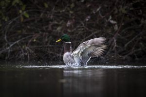 Bryan McGowan, 500px, Duck, Animals, Water