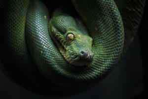 dark, Snake, Reptiles, Animals, Green