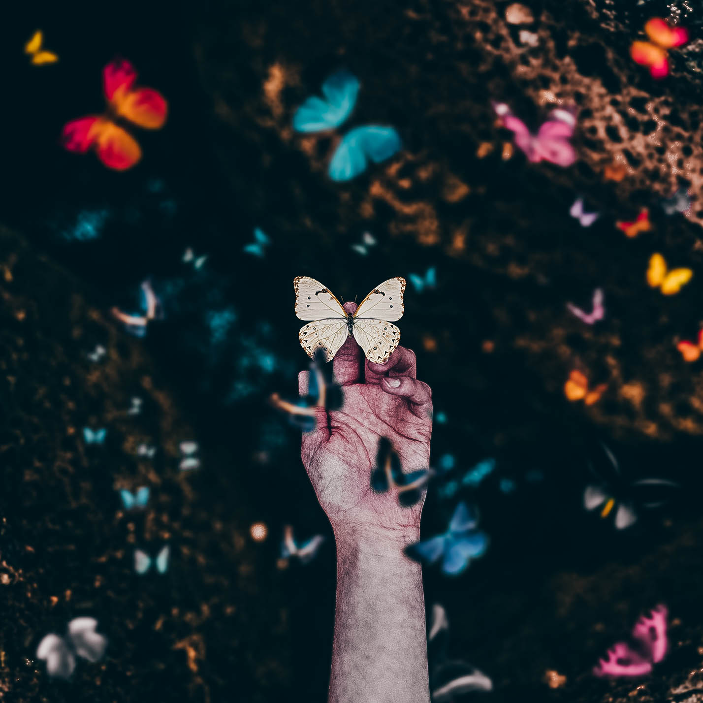hands, Butterfly, Insect Wallpaper