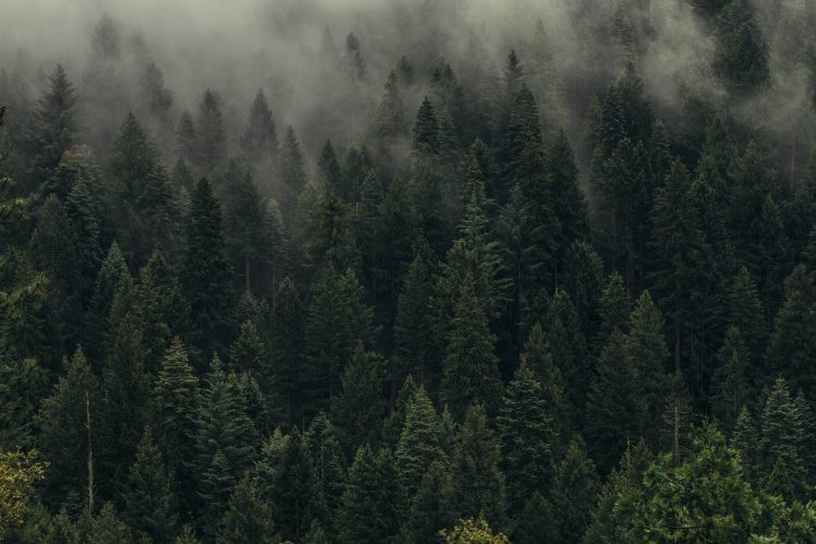 landscape, Forest, Photography, Trees, Mist HD Wallpaper Desktop Background