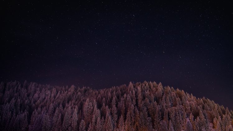 galaxy, Forest, Night, Landscape, Trees, Photography, Stars HD Wallpaper Desktop Background