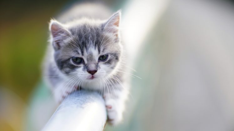 animals, Cat, Kittens HD Wallpaper Desktop Background