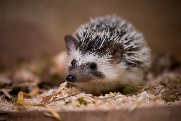 animals, Hedgehog HD Wallpaper Desktop Background
