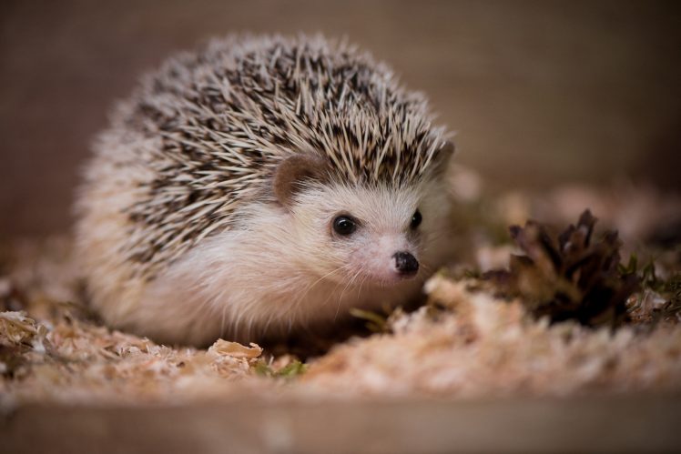 animals, Hedgehog, Macro, Depth of field HD Wallpaper Desktop Background