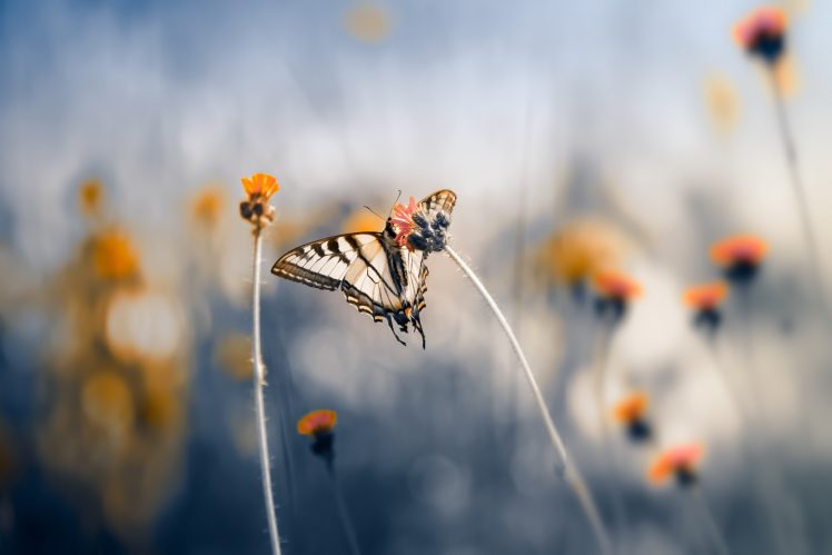 macro, Insect, Butterfly, Nature, Plants HD Wallpaper Desktop Background