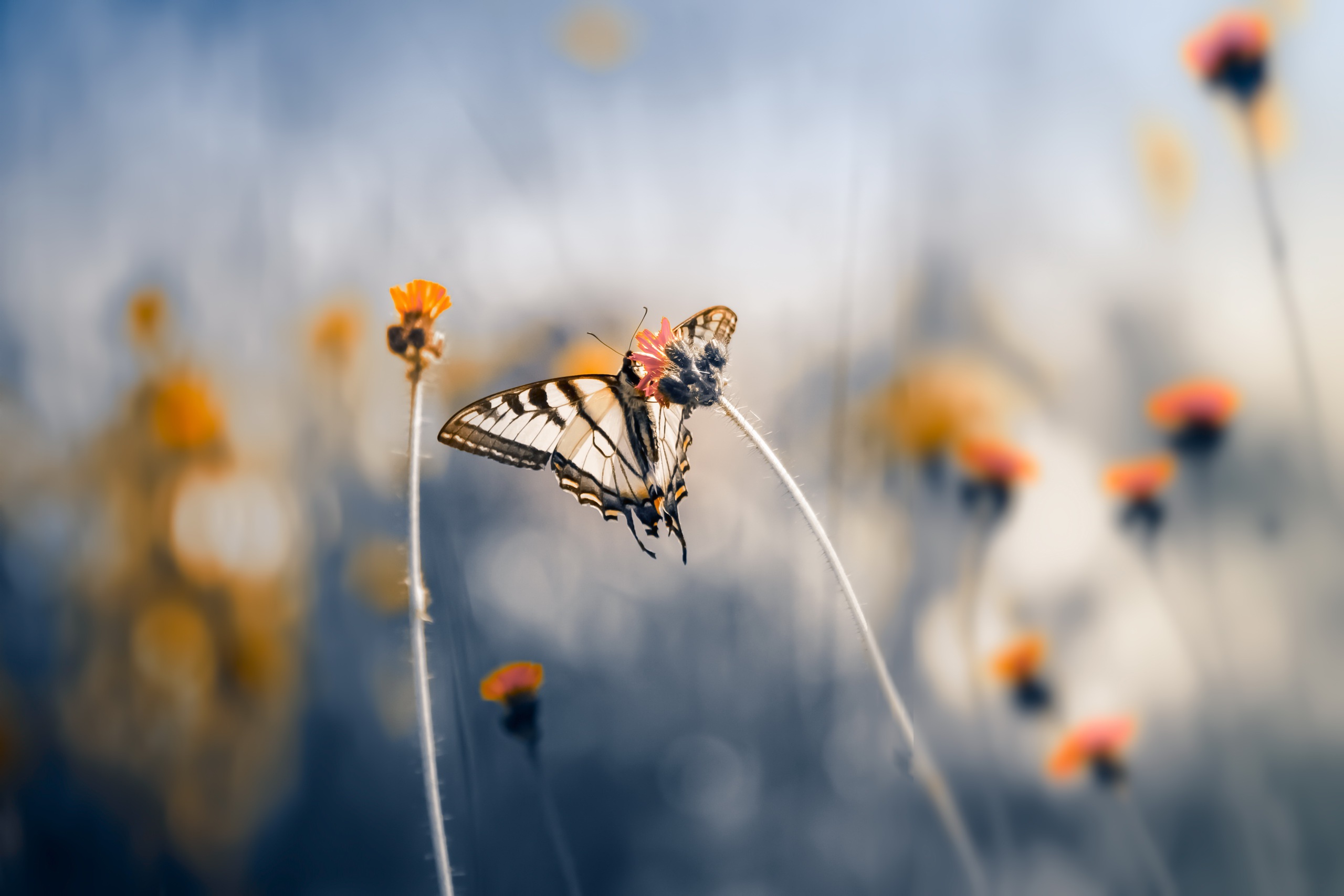 macro, Insect, Butterfly, Nature, Plants Wallpaper