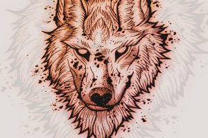 wolf, Drawing